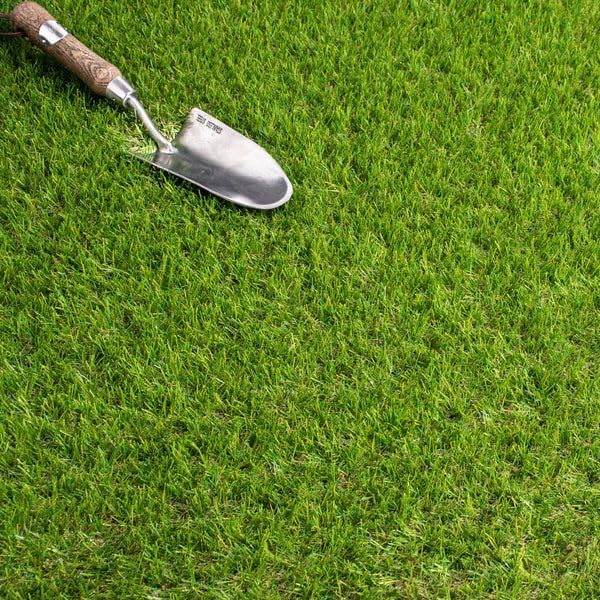 Cynodon Dactylon Bermuda Grass Seeds ( )