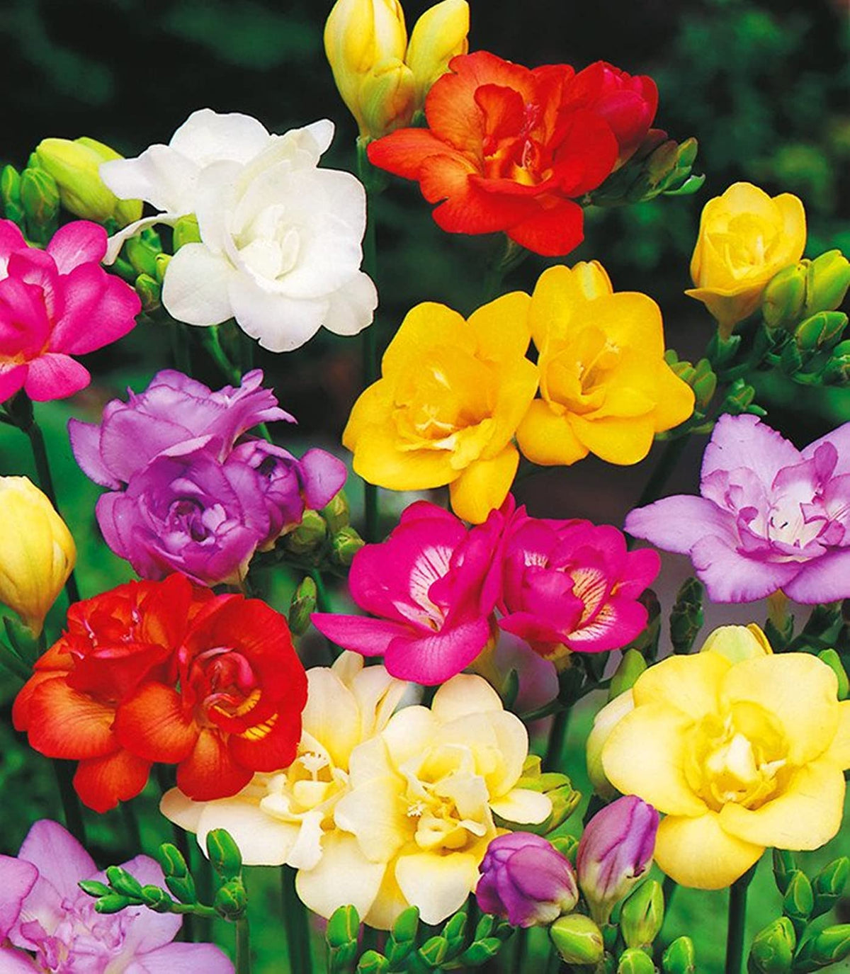 Bulbas Flower Perennial Bulbous Flower Seeds – Plant for Courtyards – Dharaseeds