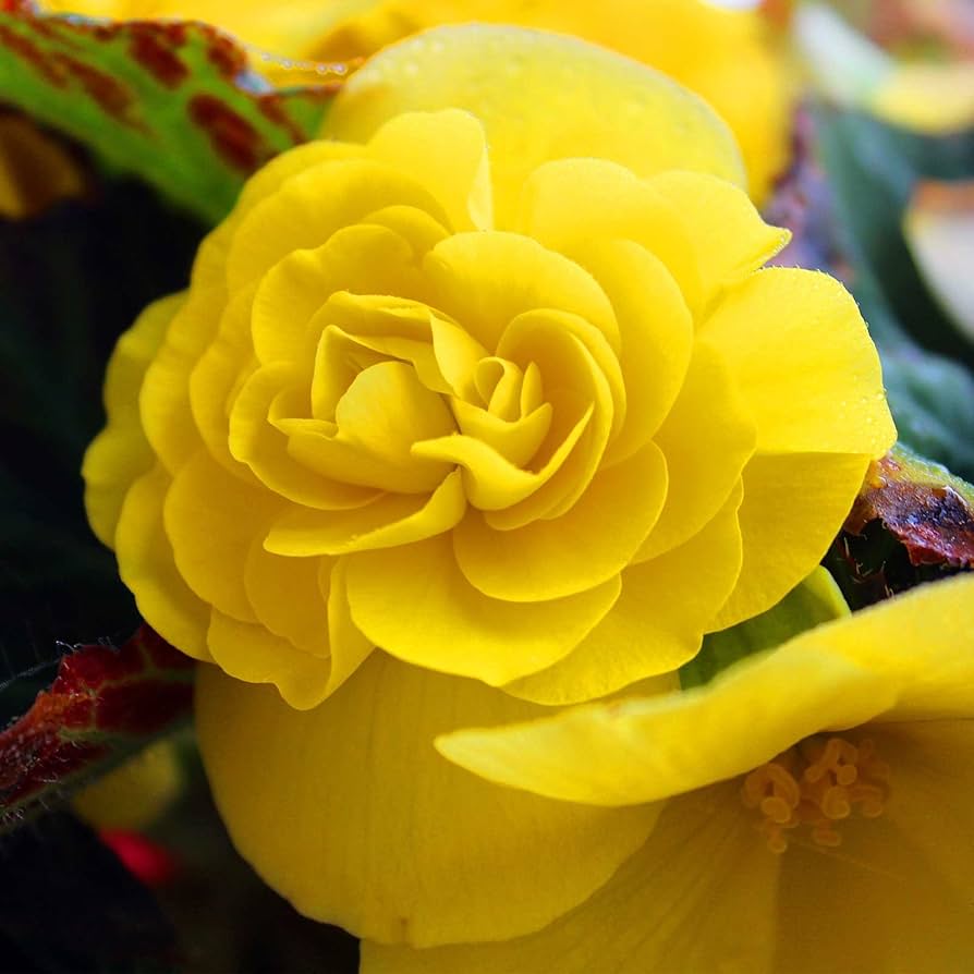 Begonia tuberhybrida Nonstop Mocca Mix flower seeds for planting in shaded pots or home garden beds