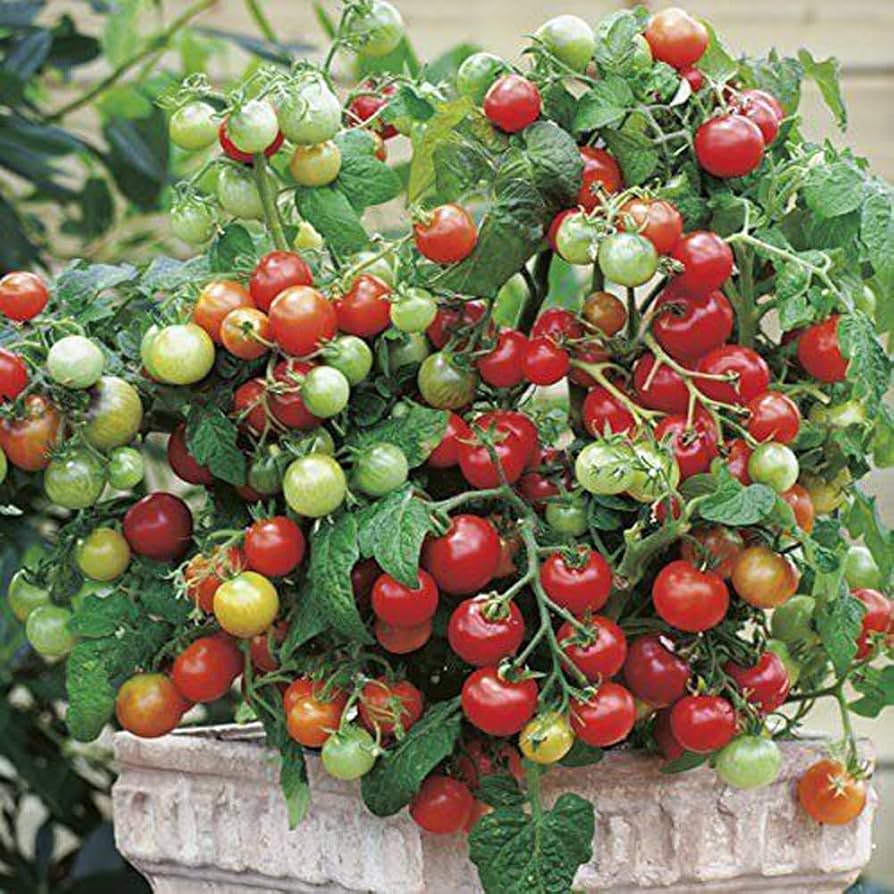 Vishenka Cherry Tomato Seeds – Heirloom Cherry Tomatoes for Home Gardens