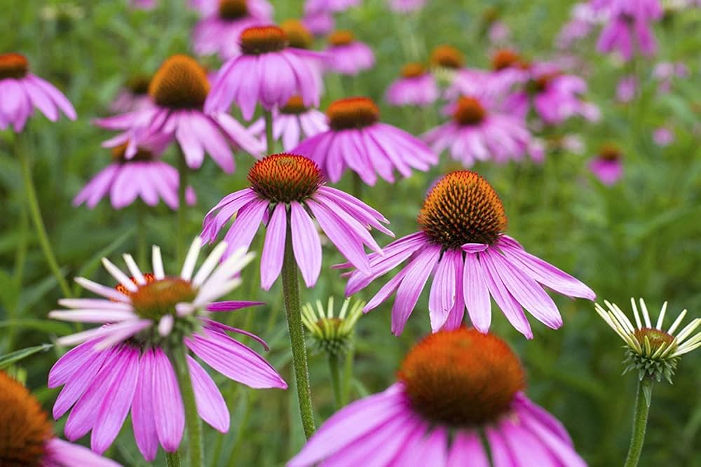 Purple coneflower – Echinacea purpurea – seed for perennial garden and pollinator habitat