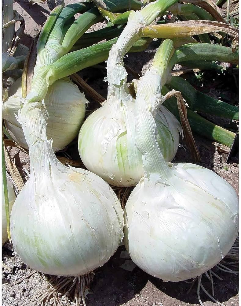 White Sweet Onion Seeds for Planting Allium Cepa for Vegetable Patch and Backyard
