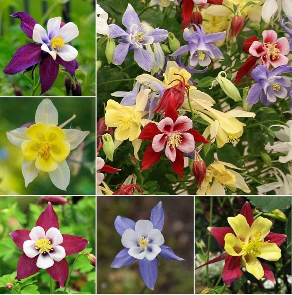 Columbine McKana (Aquilegia spp.) seeds for garden flowers