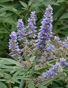 Vitex Agnus Plant Seeds for Planting – NON GMO Seeds Dhara Seeds