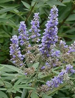 Vitex Agnus Plant Seeds for Planting – NON GMO Seeds Dhara Seeds