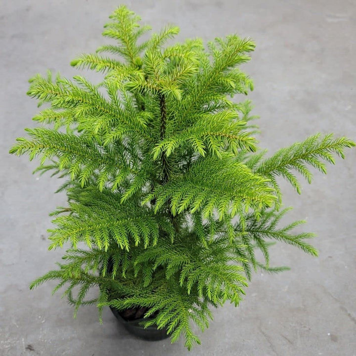 Green Araucaria Plant Seeds for Planting