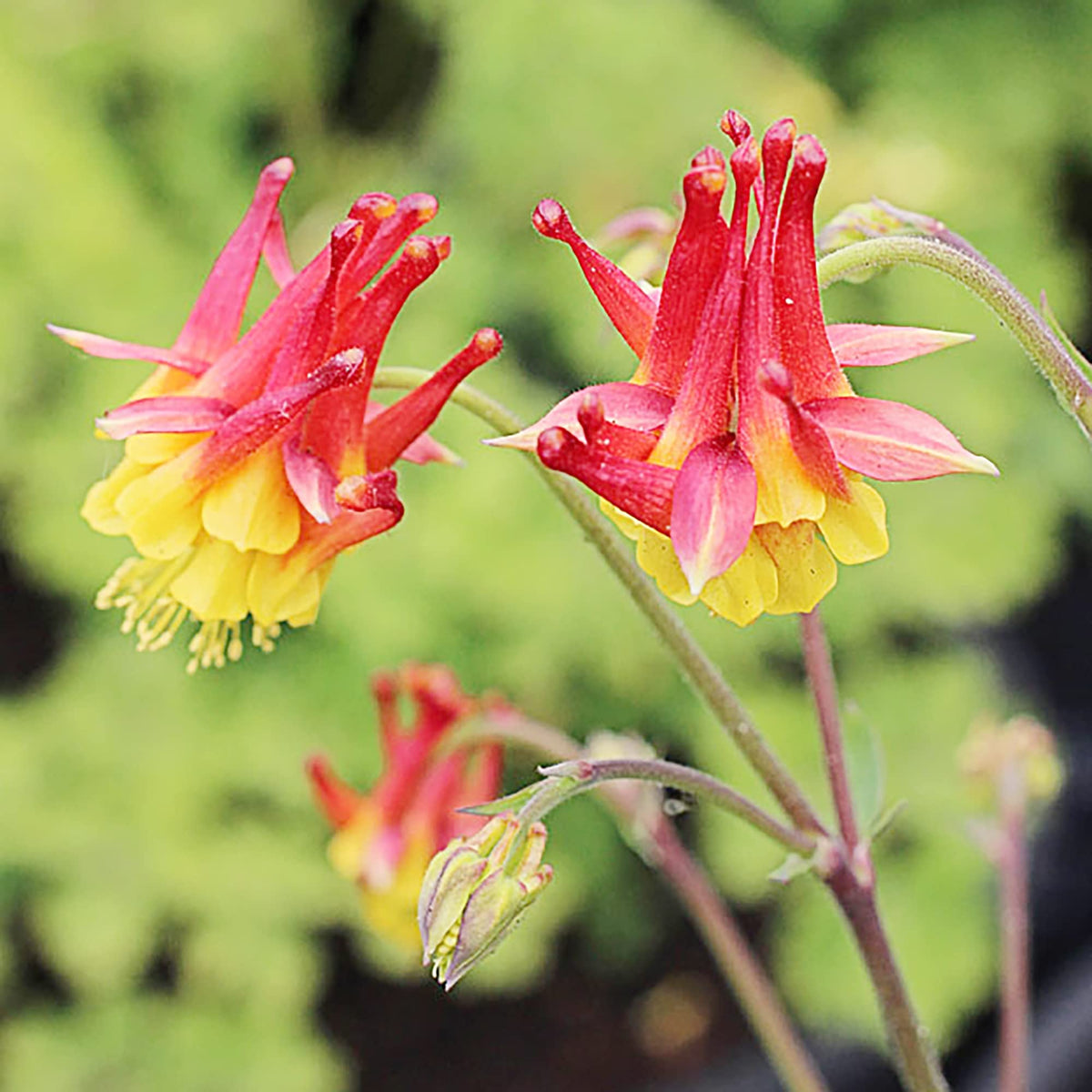 Columbine Seeds for Planting Aquilegia vulgaris for flower beds and cottage garden