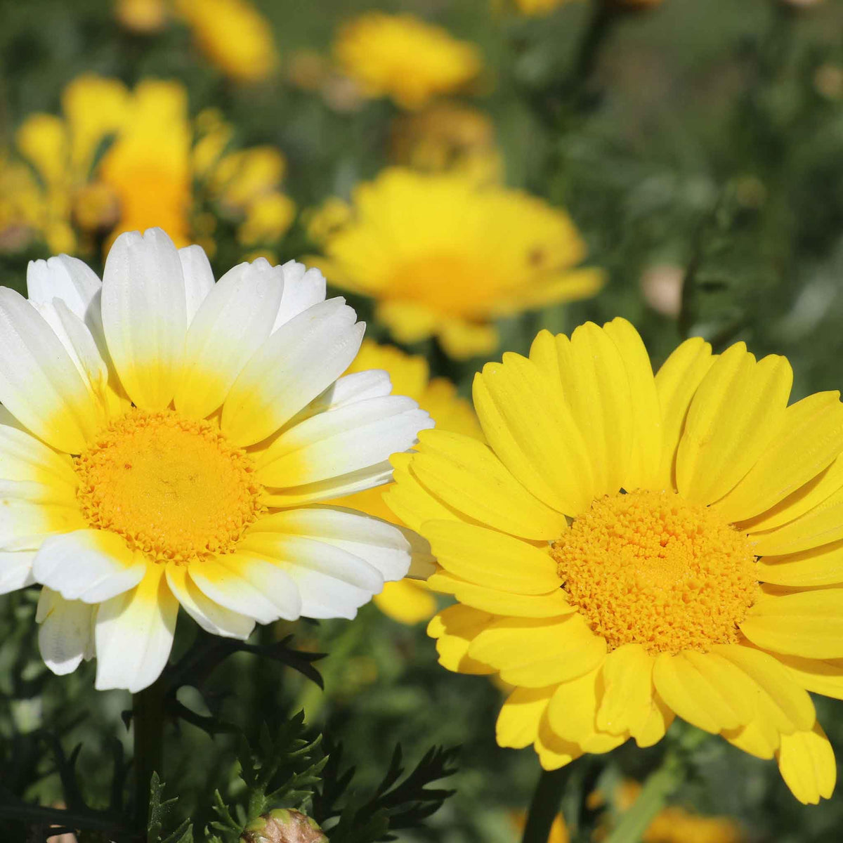 Chrysanthemum Coronarium Garland Daisy Seeds for Planting in Flower Bed