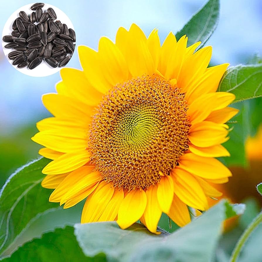 Panache Sunflower Seeds for Planting