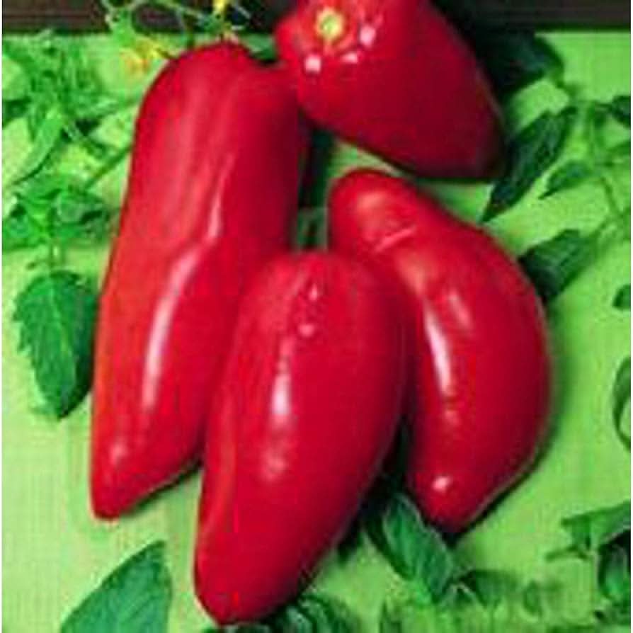 Red Opalka Tomato Solanum lycopersicum seeds for garden planting