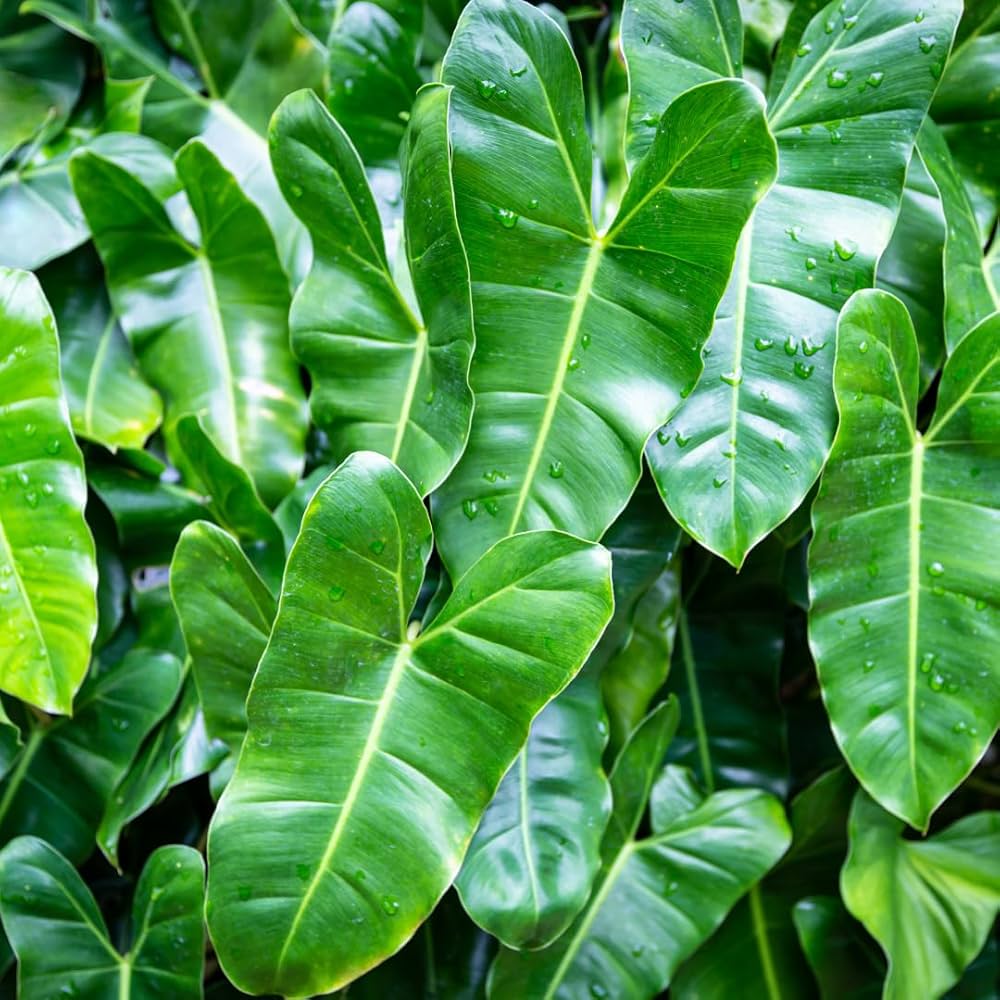 Heirloom Non-GMO Philodendron Plant Seeds for Planting – Tropical Indoor and Outdoor Foliage