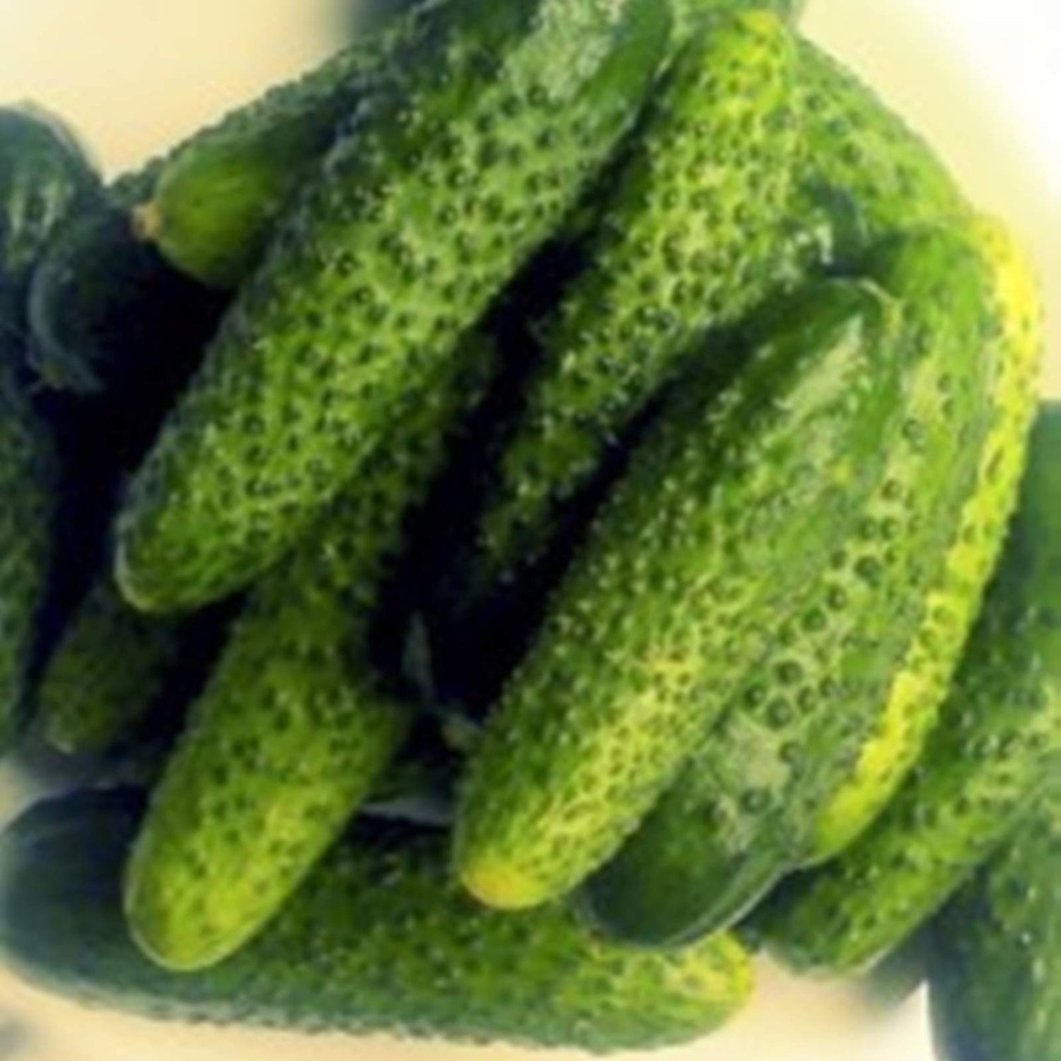 Cucumber Parizhskiy Kornishon Cucumis sativus vegetable seeds for planting in vertical garden or container garden