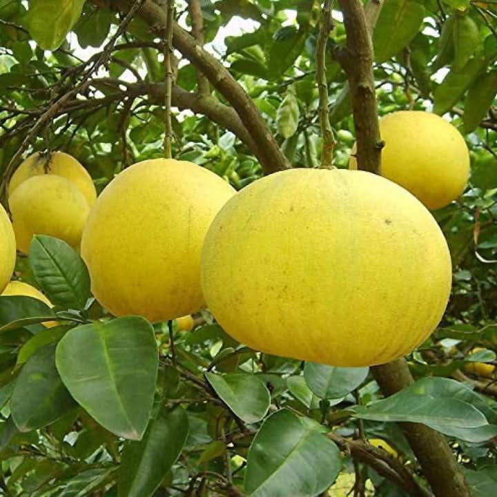 Pomelo Fruit Seeds for Gardening Seeds