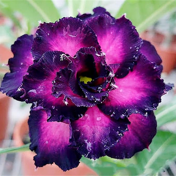 Heirloom Non-GMO Adenium Obesum Flower Seeds – Desert Rose Blooms for Garden
