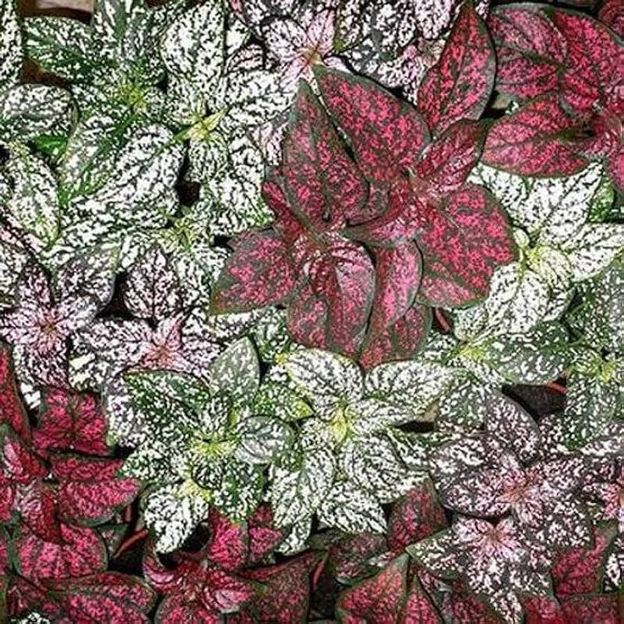 Polka Dot Plant Hypoestes phyllostachya Splash Mix foliage seeds for planting in indoor pots or decorative borders