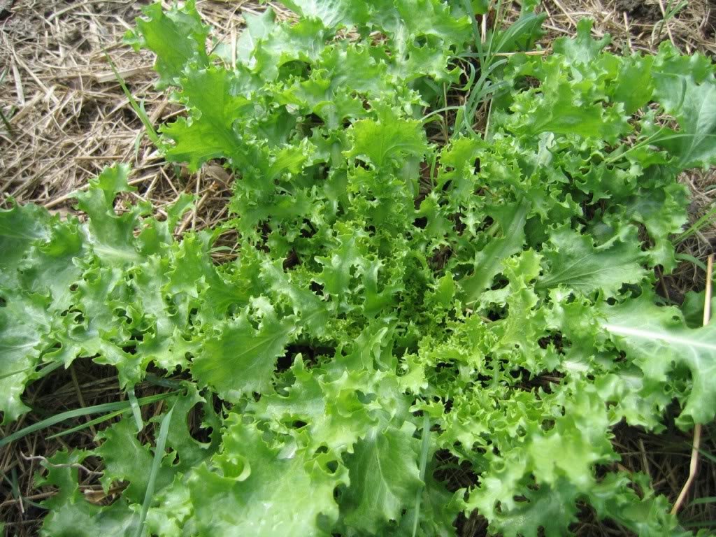 Lettuce Lactuca Sativa Italian Salad Green Mix Seeds for Planting – Perfect for Fresh Harvest and Kitchen Garden Use