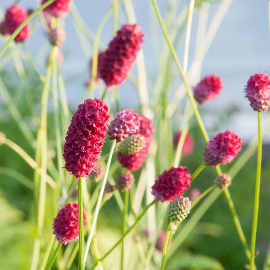 Red Sanguisorba Officinalis Seeds-Heirloom & Non-GMO Seeds for planting – Fresh Herb for Your Garden