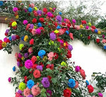 Mixed Climbing Rose Rosa spp for planting in flower bed