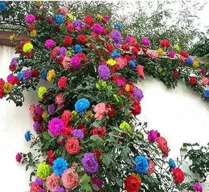 Mixed Climbing Rose Rosa spp for planting in flower bed