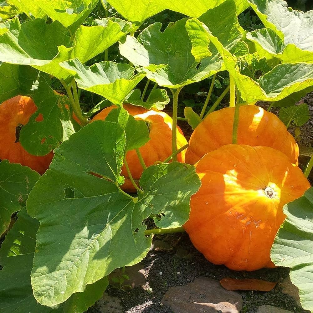 Pumpkin Cucurbita Pepo Miniature Vegetable Seeds for Planting – Great for Small Garden Spaces and Seasonal Decor