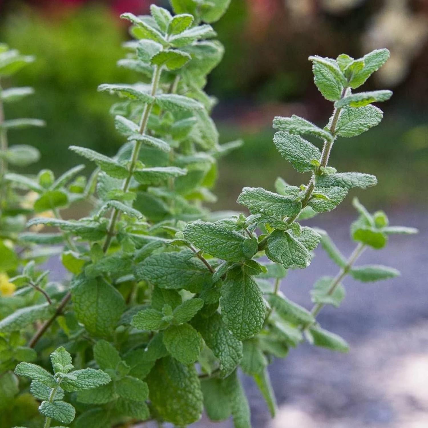 Mojito Mint Seeds Perennial Herb