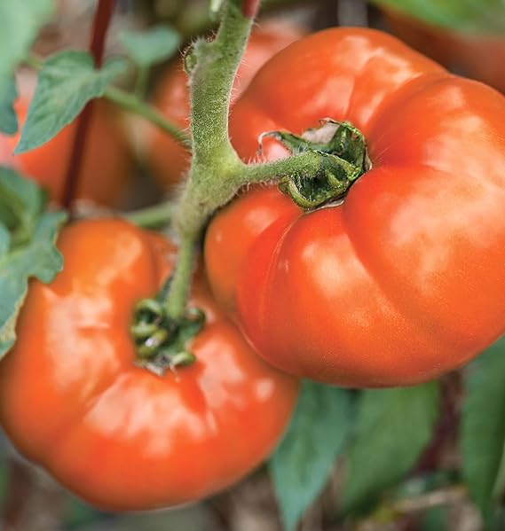 Tomato Solanum Lycopersicum Organic Heirloom Beefsteak Vegetable Seeds for Planting – Large Fruit for Backyard Gardening