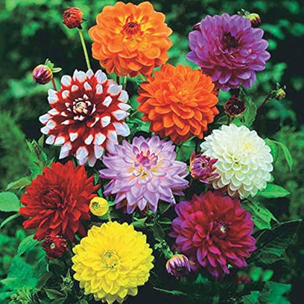 ANNUAL FLOWERS SEED BUNDLE Unique Seed Packets for Annual Flower Gardening Seeds – Heirloom, Non-GMO, High Germination Organic Garden Seeds