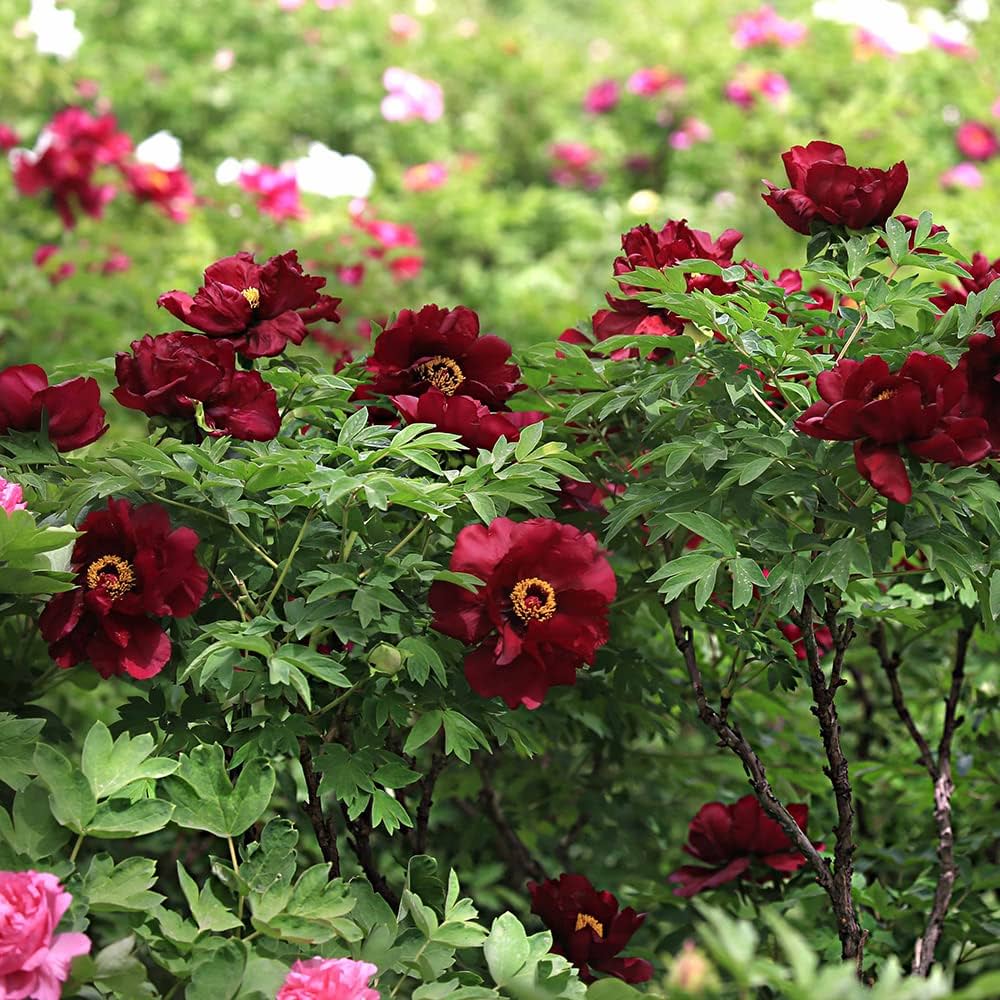 Chinese Suffruticosa Peony Flower Seeds - Varieties for Garden & Pot Planting