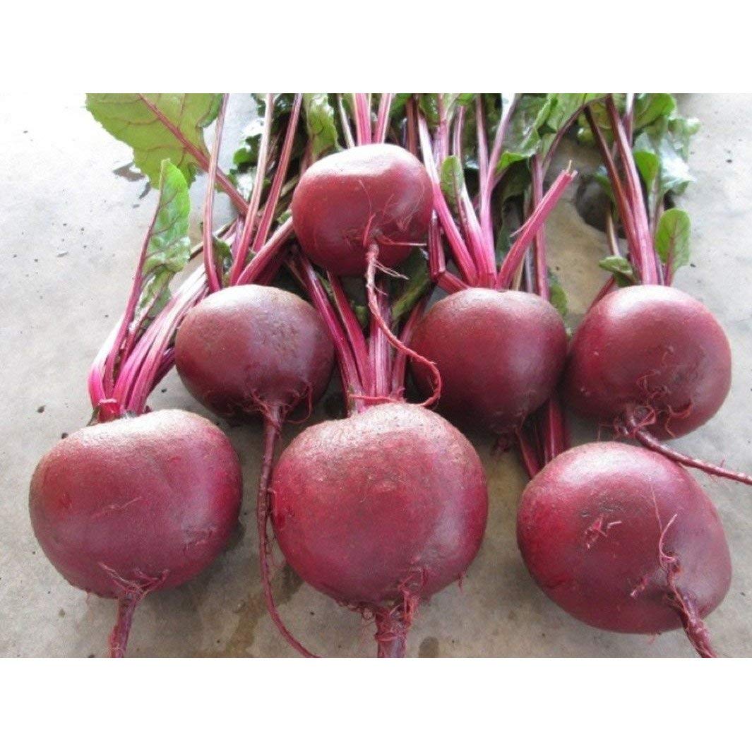 Beetroot Falcon Beta vulgaris vegetable seeds for planting in backyard gardening or kitchen garden