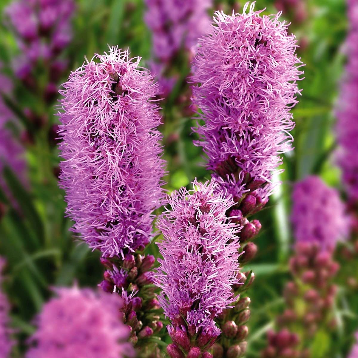 Gayfeather Blazing Star Seeds