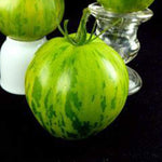 Green Zebra Tomato Seeds for Heirloom, Tart Garden Tomatoes