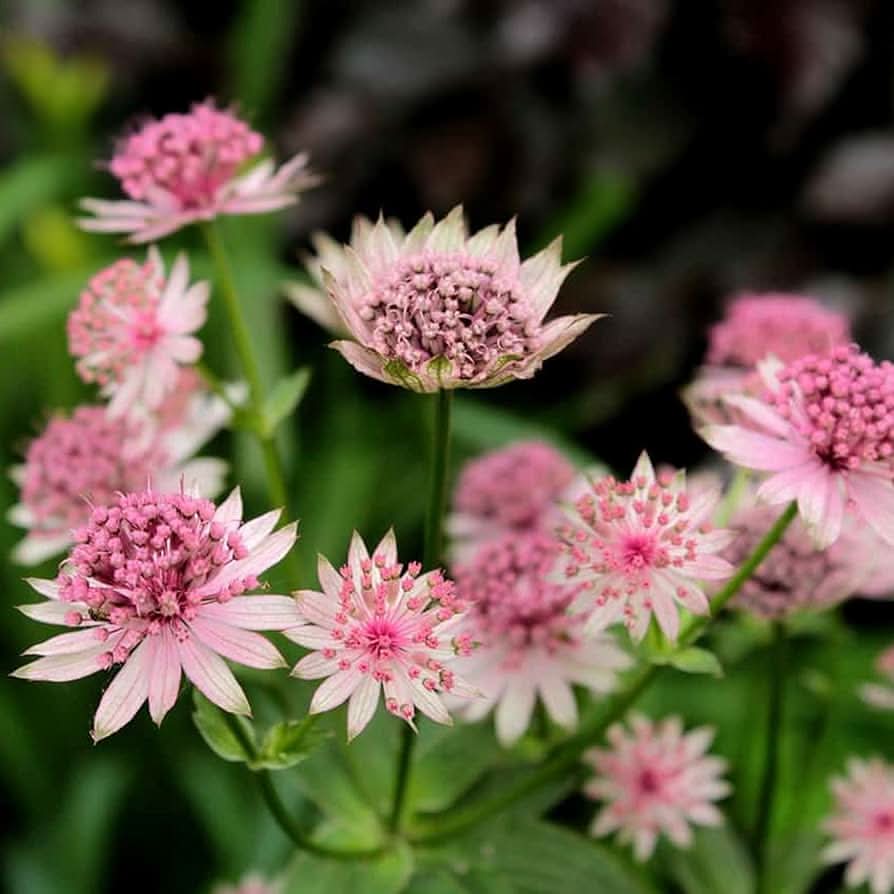 Astrantia Ruby Cloud Astrantia Flowering Seeds For Planting