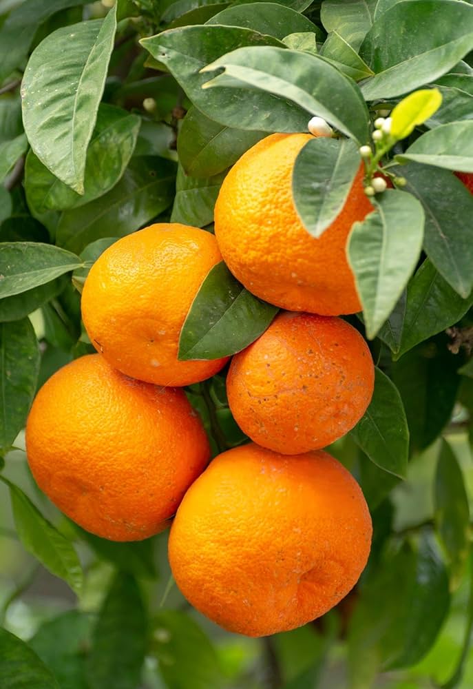 Mandarin Dream Citrus reticulata Seeds for Planting in Tropical Garden