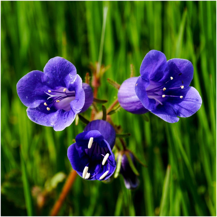 Heirloom Non-GMO Bluebell Flower Seeds for Planting – Unique Bell-Shaped Blooms for Woodland Gardens