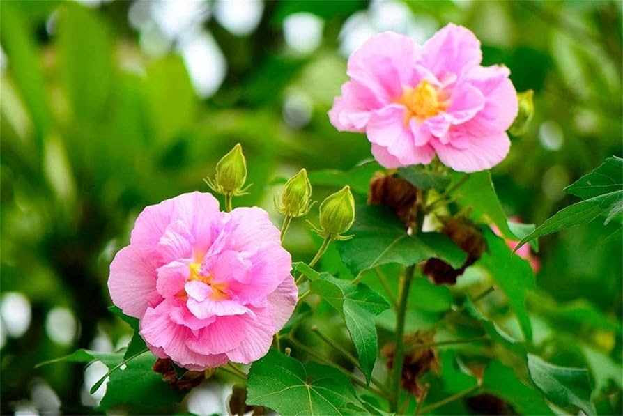 Amethyst Hibiscus Hibiscus spp. Seeds for Planting in Tropical Garden