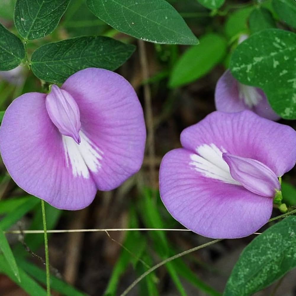 Shankhapushpam Clitoria ternatea Seeds for Planting in Herbal Garden and Flower Bed