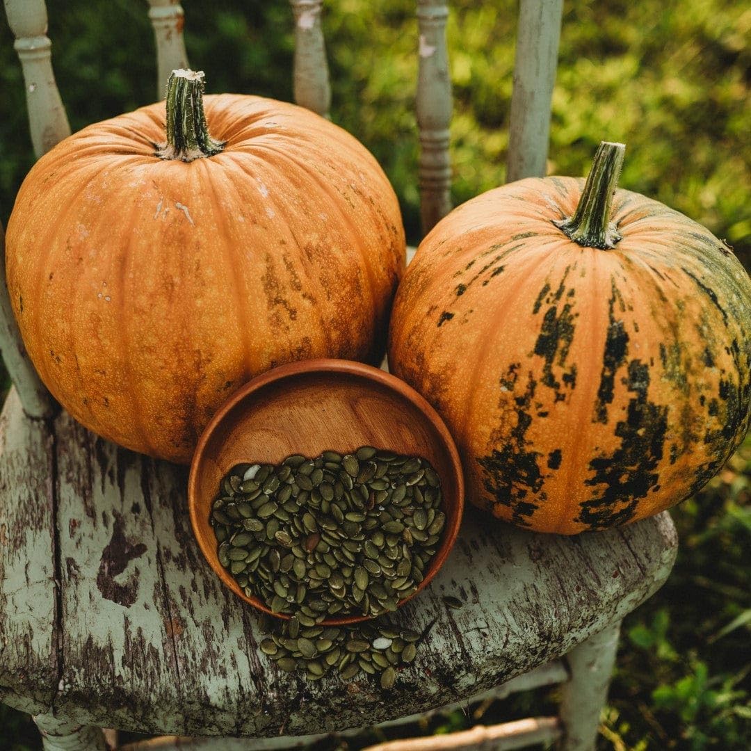 Pumpkin Cucurbita pepo for planting in vegetable patch