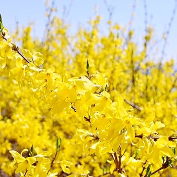Heirloom Yellow Forsythia Flower Seeds for Planting, Non-GMO, Pale Yellow Blooms