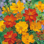 Cosmos-Gatection annual flowers grown from seeds with soft pastel blooms and airy foliage
