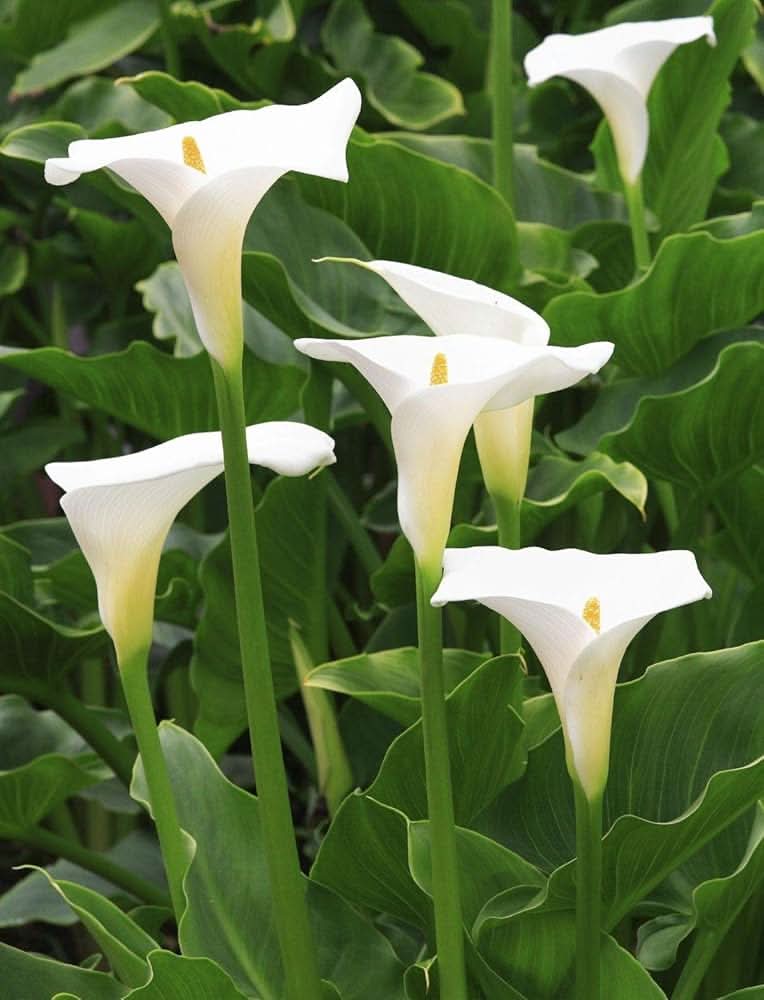 Calla Lily Zantedeschia aethiopica flower seeds for planting in home garden containers
