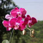 Mini Phalaenopsis orchid flower seeds for home garden and interior decoration