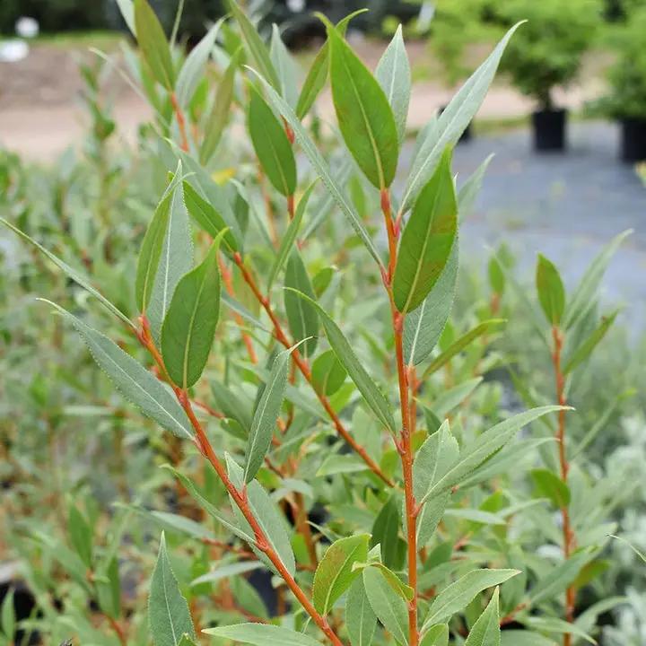Flame Willow Plant Seeds for Planting - NON GMO Seeds Dhara Seeds