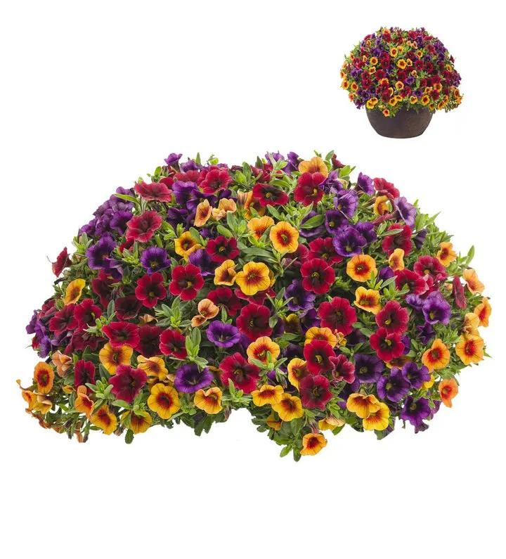 Mixed Superbells Petunia Seeds for Planting - Heirloom, NON-GMO Flower Seeds - Vibrant Garden Blooms Dhara Seeds