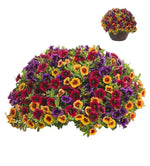 Mixed Superbells Petunia Seeds for Planting - Heirloom, NON-GMO Flower Seeds - Vibrant Garden Blooms Dhara Seeds