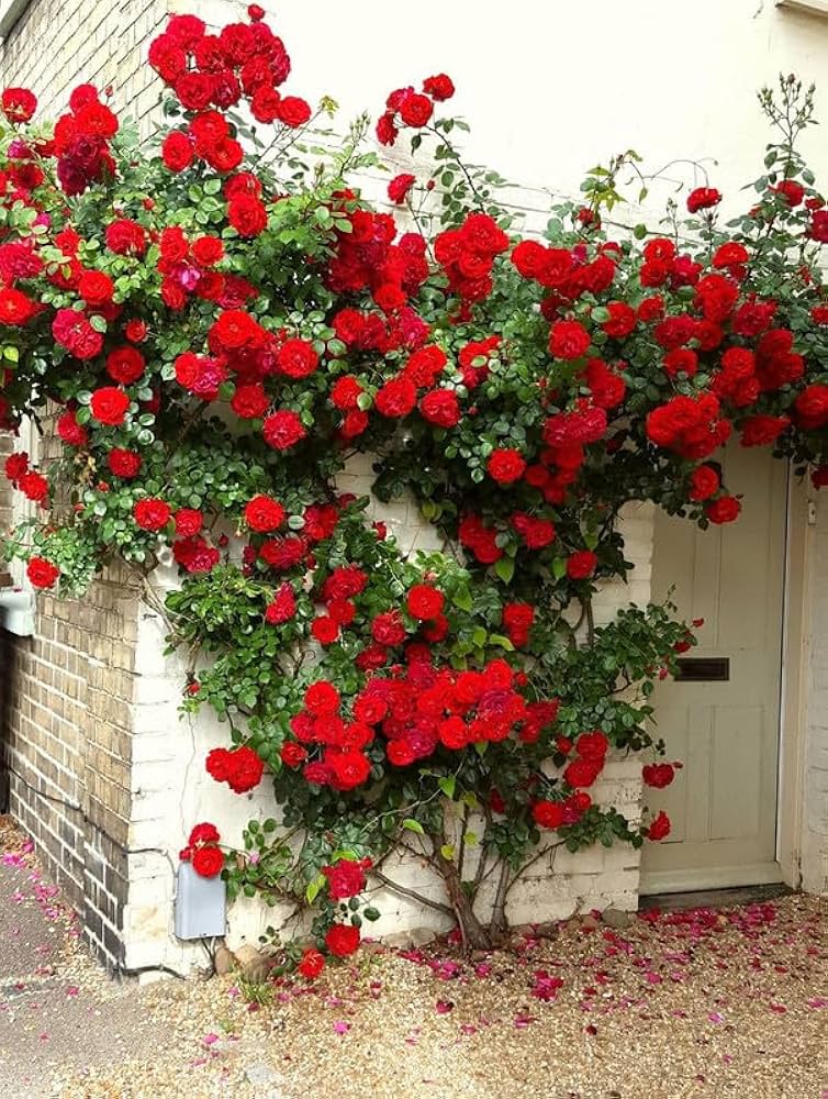 Chinese Climbing Rose Seeds – in Flowering Varieties