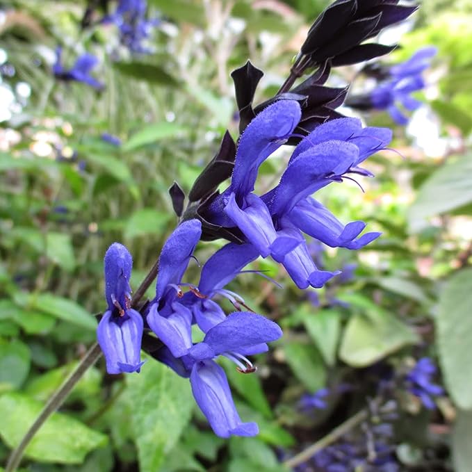 Salvia Black & Blue Seeds