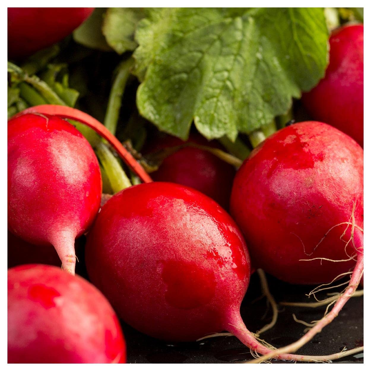 Radish Raphanus Sativus German Giant Vegetable Seeds for Planting – Large Root Variety for Home Garden and Spring Harvest
