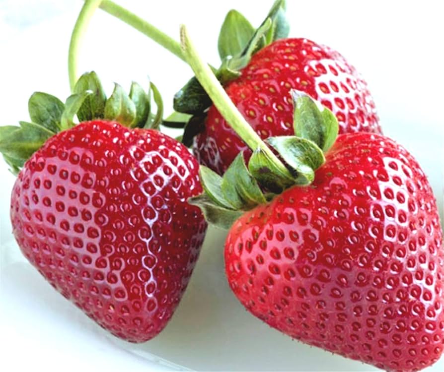 Strawberry Garden Seeds – Seeds of Fragaria Ananassa for Easy Hardy Growth
