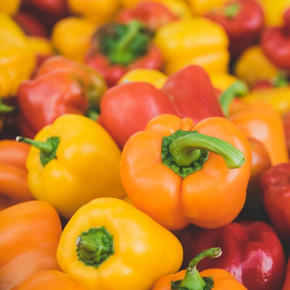 Chili Pie Hybrid Bell Pepper Seeds | Small Sweet Thick-Walled Mini Bells – Heirloom, Non-GMO, High Germination Organic Garden Seeds