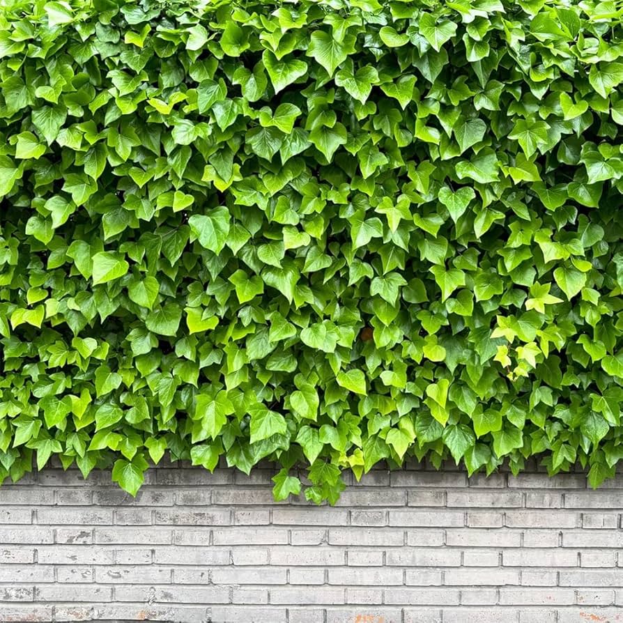 Heirloom Non-GMO Ivy Plant Seeds for Planting – Light Green Foliage for Ground Cover and Hanging Gardens